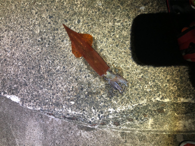 今年初エギング