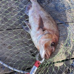 マダイ！マダイ！マダイ！