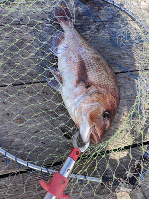 マダイ！マダイ！マダイ！