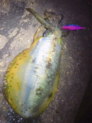 まだまだ出ましたキロアップ!