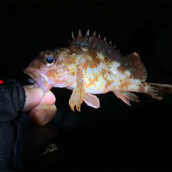 寒さに耐えてのアジング