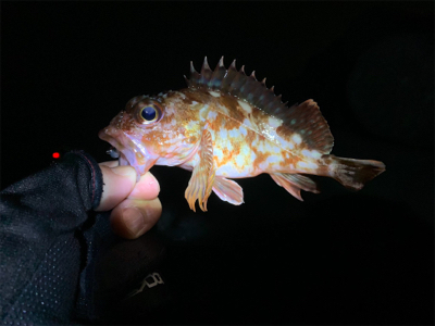 寒さに耐えてのアジング