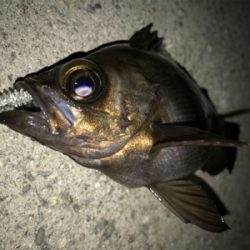 2020ライトゲーム第6戦