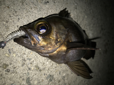 2020ライトゲーム第6戦