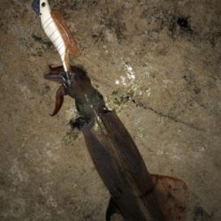 雪の中ヤリイカ釣行