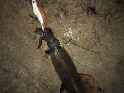 雪の中ヤリイカ釣行