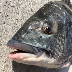 寒い中エビ撒き釣行