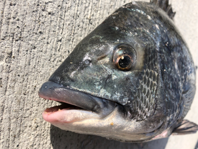 寒い中エビ撒き釣行