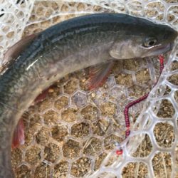 初めての管理釣り場