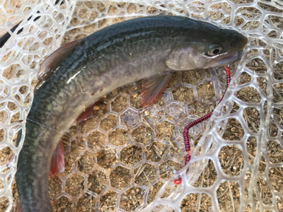 初めての管理釣り場