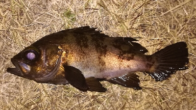 メバリング1805〜1855