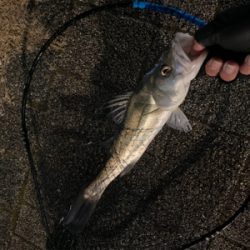 久々、都市型河川でシーバスマルチ