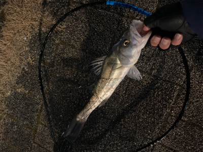 久々、都市型河川でシーバスマルチ