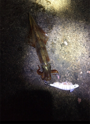 ヤリイカリベンジ