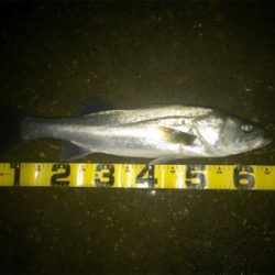 寒いけど釣れます！