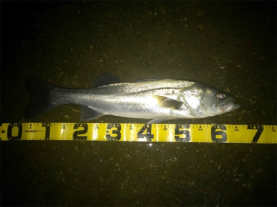 寒いけど釣れます！