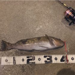 トマトの出張前釣行in八戸