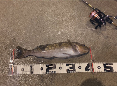 トマトの出張前釣行in八戸