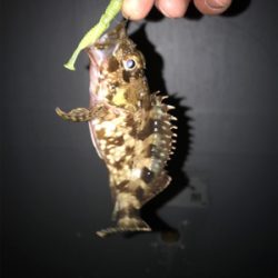 ガッシーとフィッシングショー！