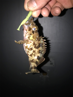 ガッシーとフィッシングショー！