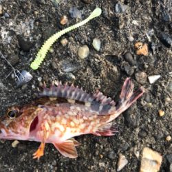 ガシラはいける!