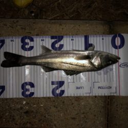 ベイトは不明も