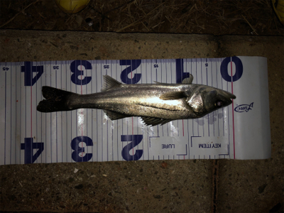 ベイトは不明も