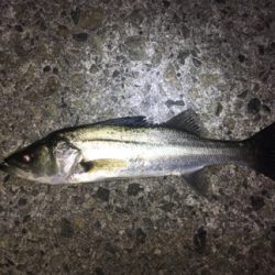 ライトゲーム、メバリング