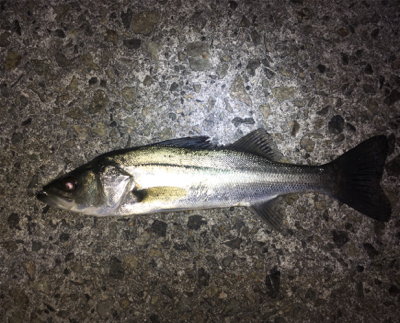 ライトゲーム、メバリング