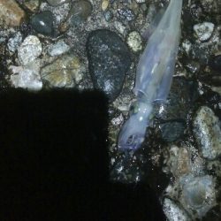 満員で、入る場所がない・・・