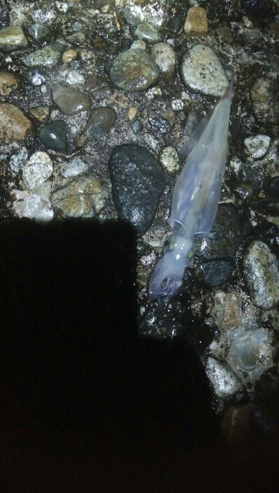 満員で、入る場所がない・・・