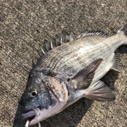 朝からエビ撒き