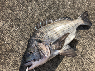 朝からエビ撒き