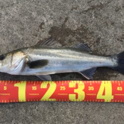 シーバスはそこそこいる感じ