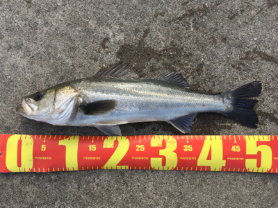 シーバスはそこそこいる感じ