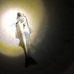 敢えてルアーで