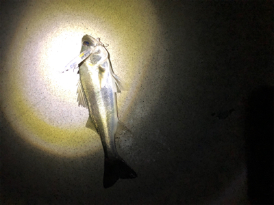 敢えてルアーで