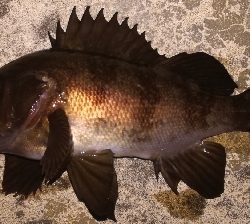 メバリング1810〜1854