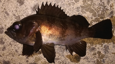 メバリング1810〜1854