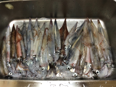 雨、雪が降ろうが、ヤリが降ろうが(^^)