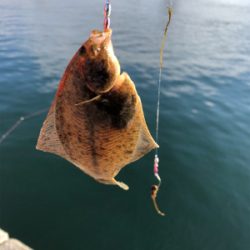 ヒラメ釣果