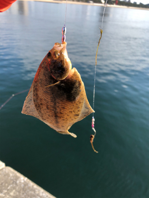 ヒラメ釣果