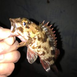 調子が良くなってきた!