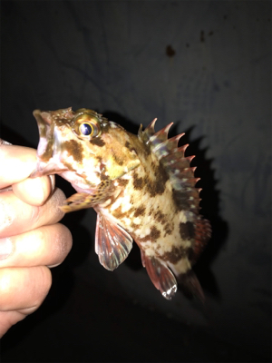 調子が良くなってきた!