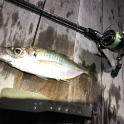 ナイスサイズアジ