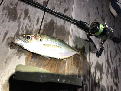 ナイスサイズアジ