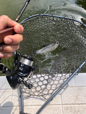 服部緑地　プールトラウト