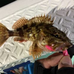 ロックフィッシュショート便に乗ってきました