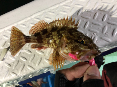 ロックフィッシュショート便に乗ってきました