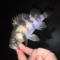 明石方面メバリング